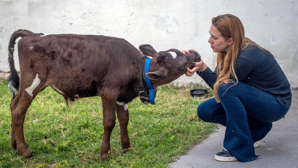 Una Joven Marplatense Pag Para Salvar A Un Ternero Destinado A